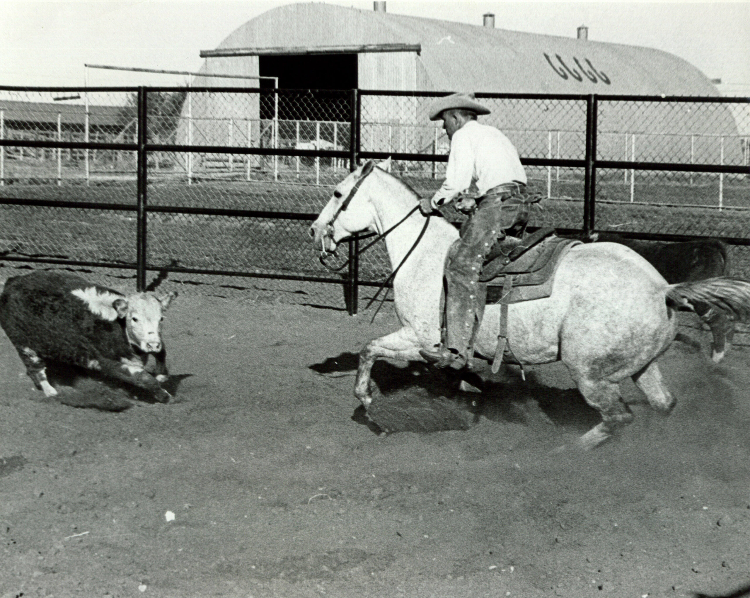 006.4.012-calf-roping-scaled.jpg