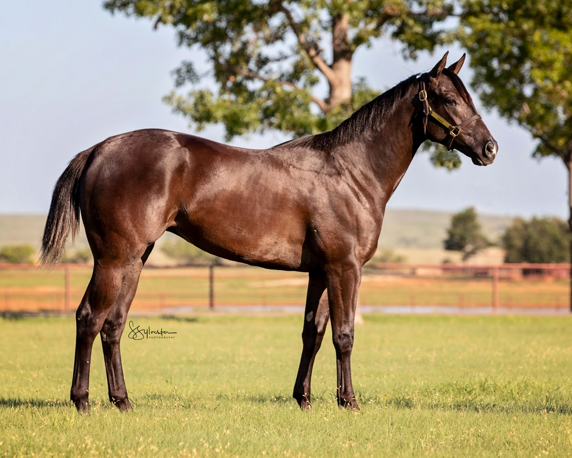 Tqha Yearling Sale Results 2024 Berna Cecilia