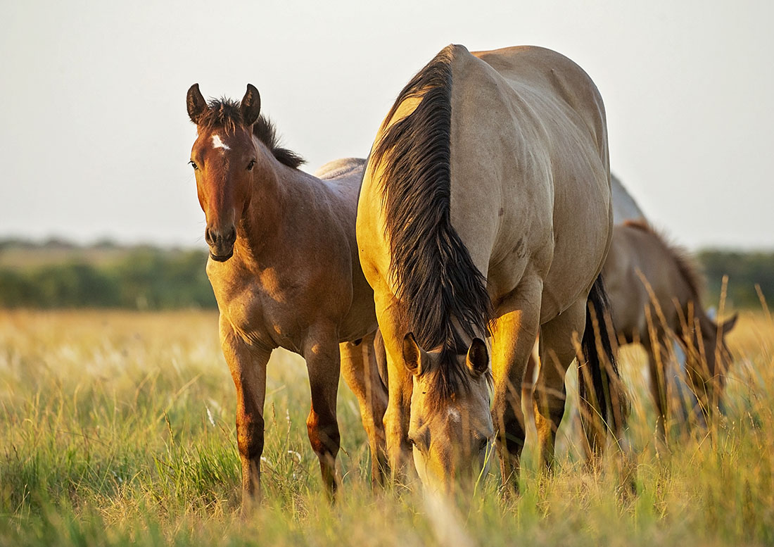 Four Sixes Ranch Approved as AQHA Ranching Heritage Breeder