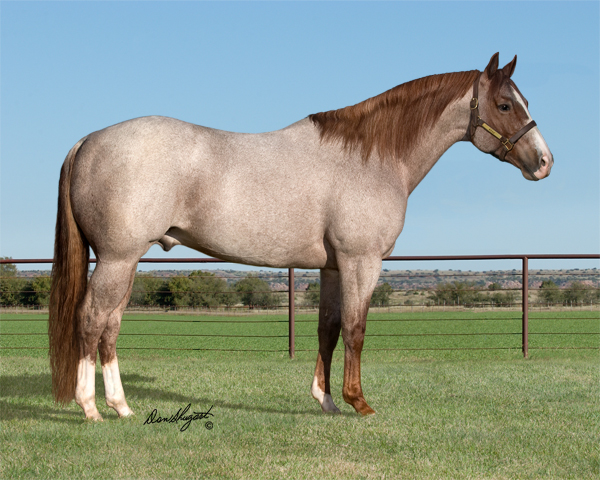 Kalpowar Quarter Horses Celebration of Champions - National Reined Cow  Horse Association