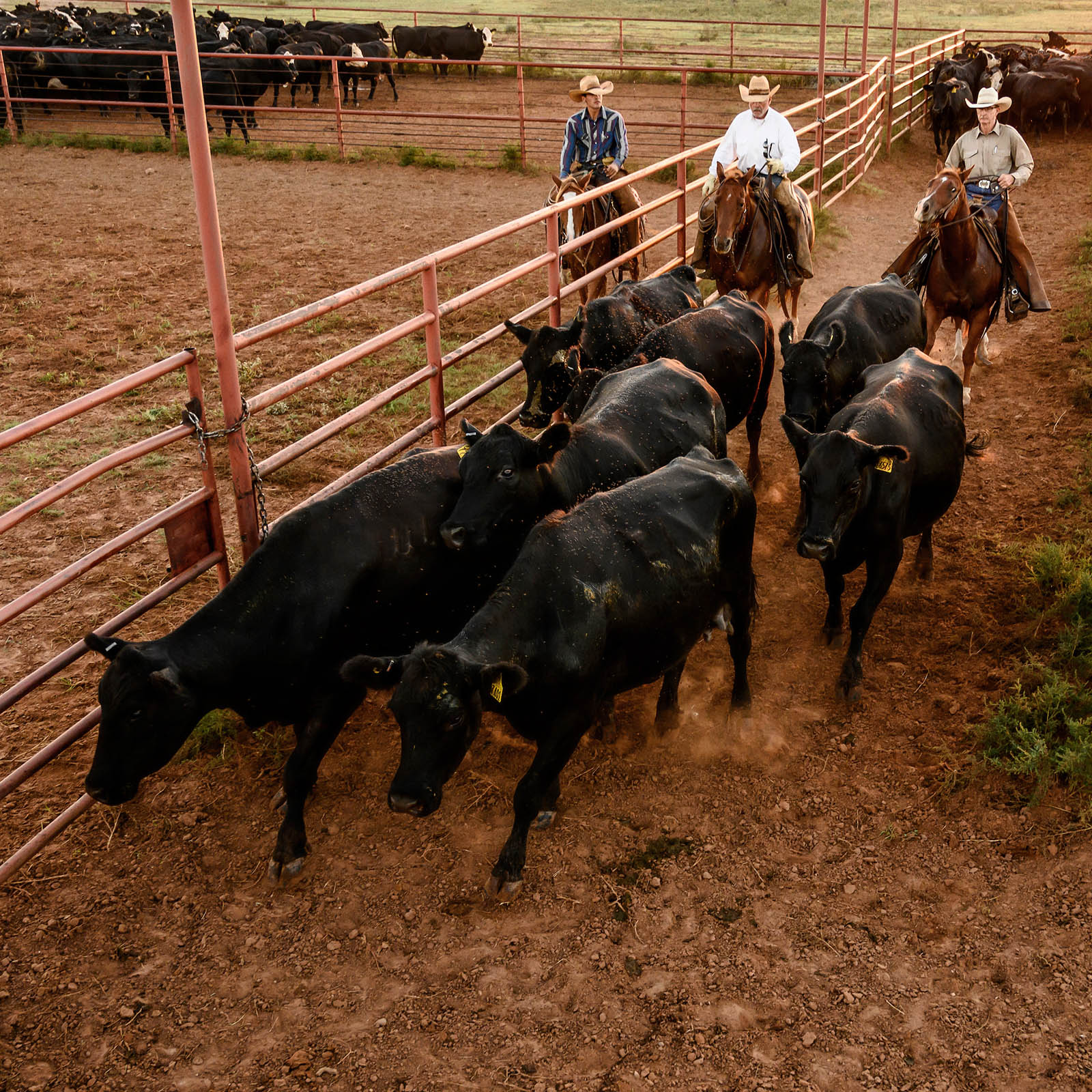 Producer Traceability Council Reaches Consensus on Key Elements to Increase Cattle Traceability in the U.S.