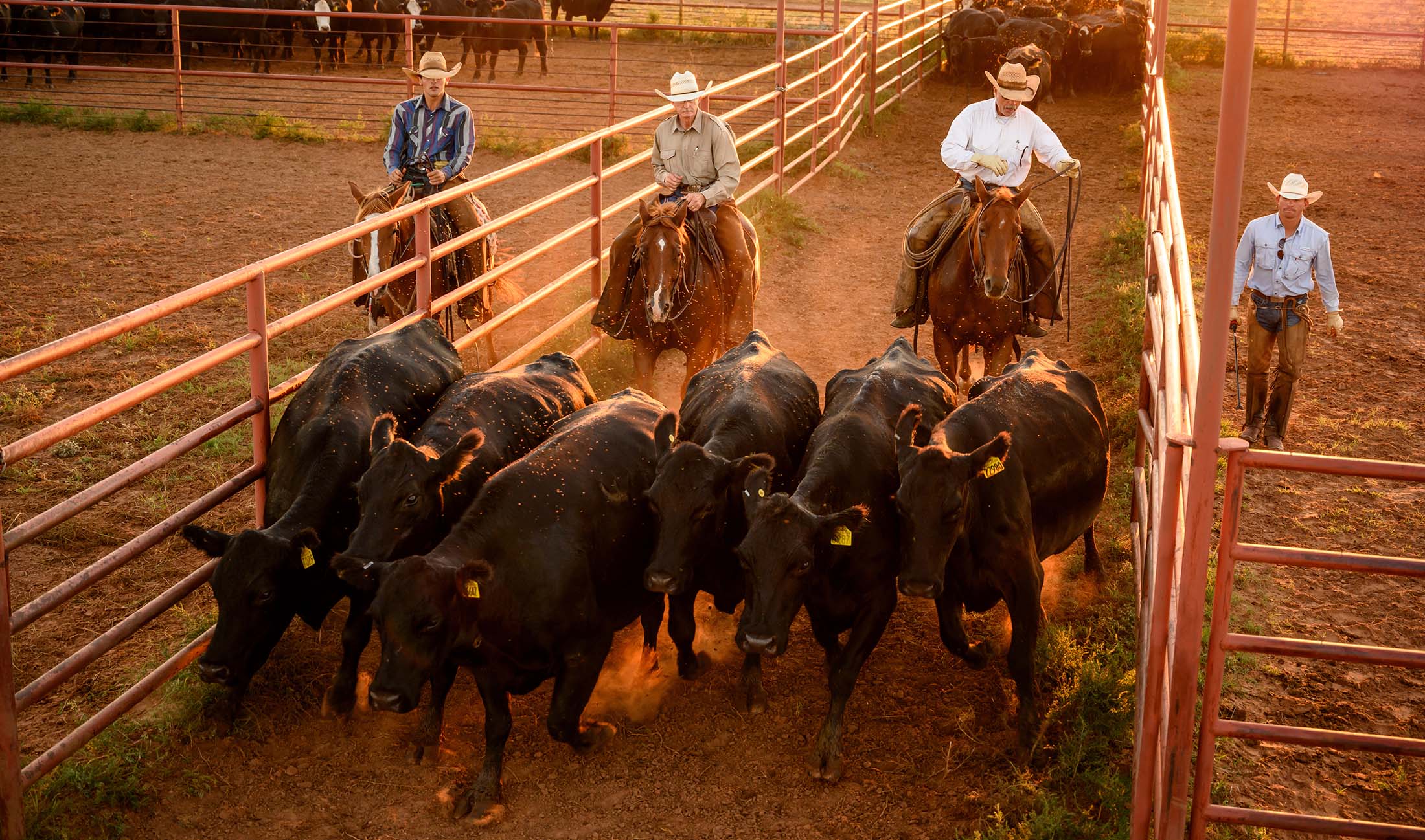 working cattle