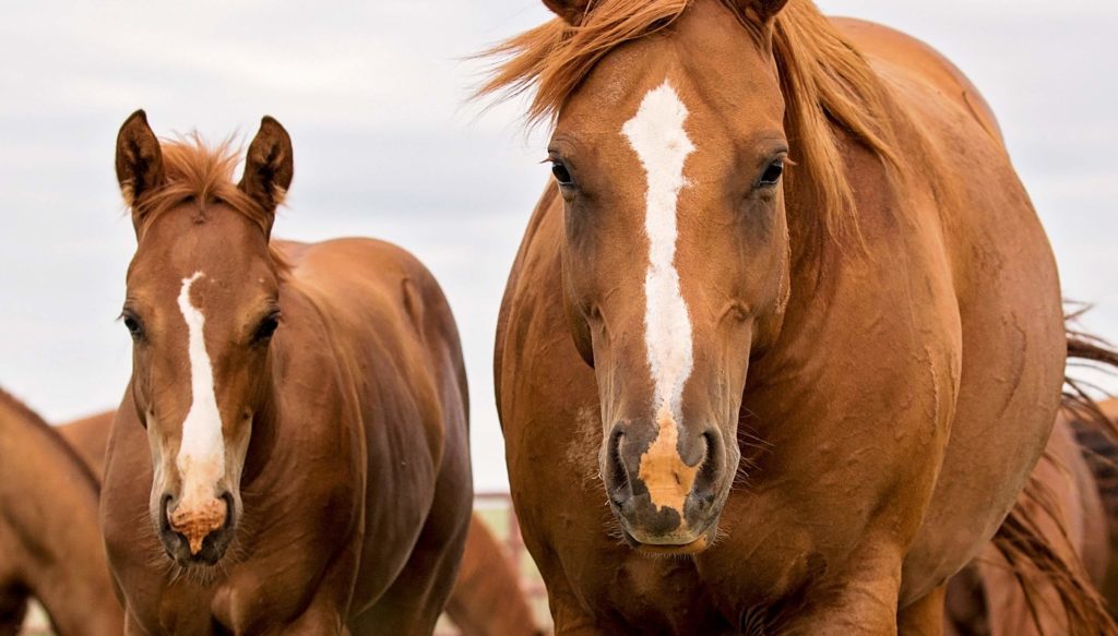 Horse Sales Archives 6666 Ranch