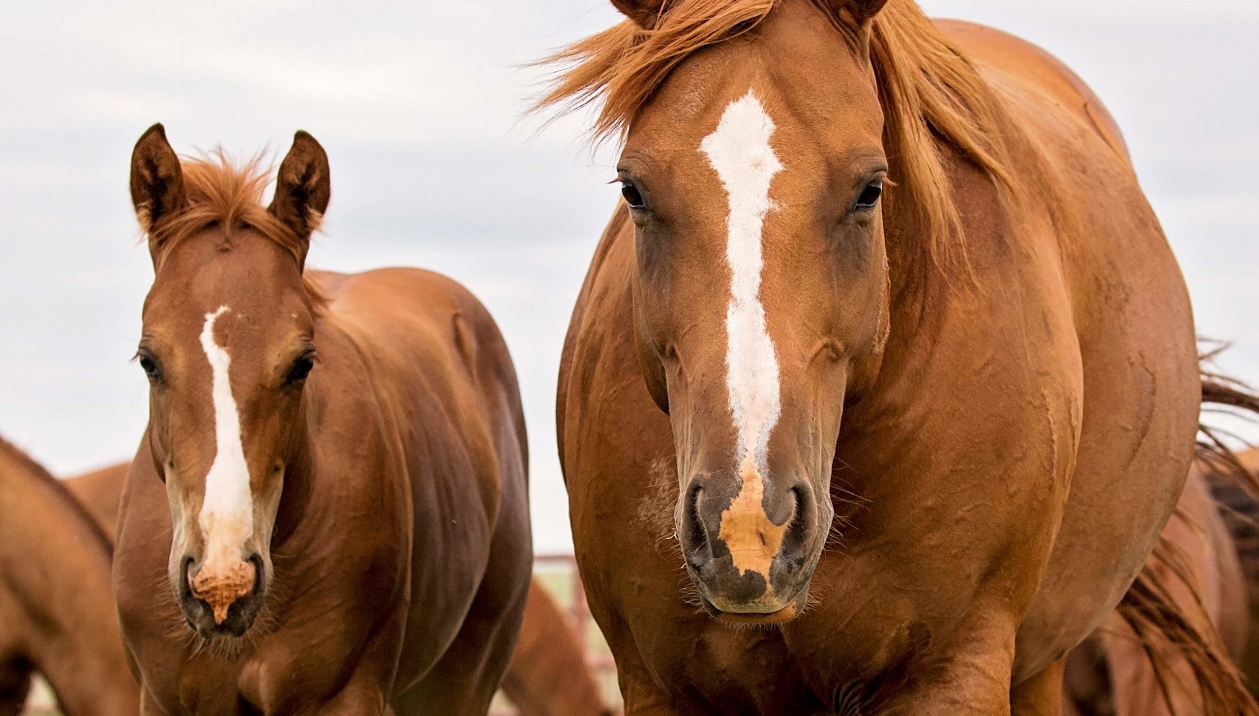 6666 Ranch Quarter Horses For Sale