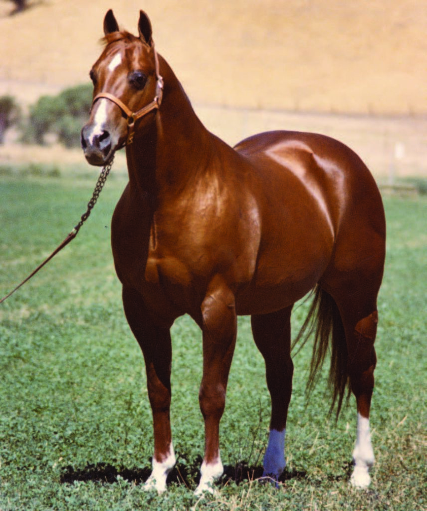 Top 10 Ranch Horse Bloodlines 6666 Ranch