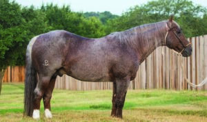 Buster Welch rode Peppy San Badger, Hall of Fame Class of 2008, to many wins throughout his career. Buster has been tied to many of the horses in the Peppy lineage and