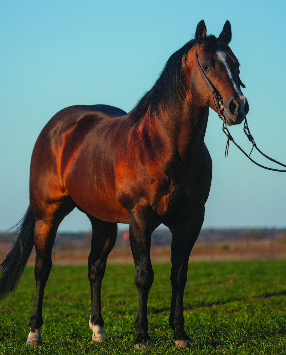 Top 10 Ranch Horse Bloodlines 6666 Ranch