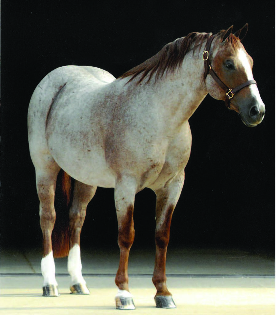 Top 10 Ranch Horse Bloodlines 6666 Ranch