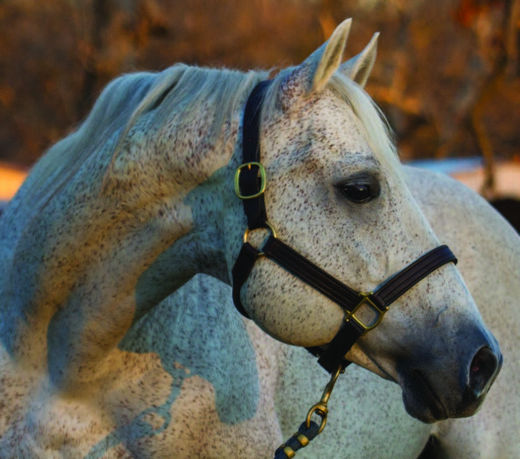 Top 10 Ranch Horse Bloodlines 6666 Ranch