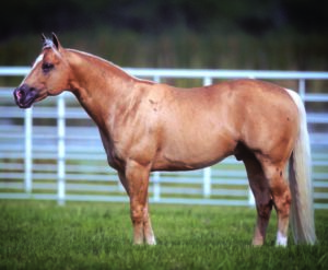 Buster Welch - AQHA