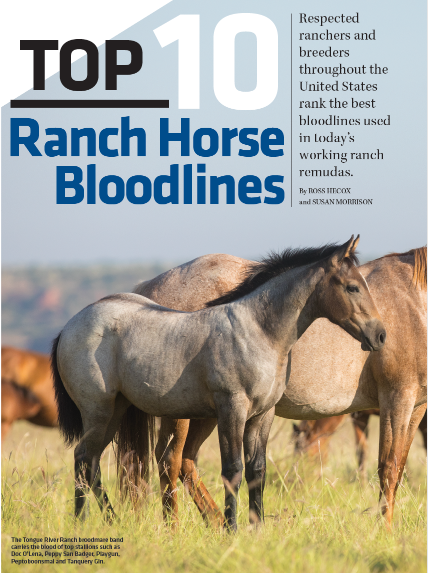 Top 10 Ranch Horse Bloodlines