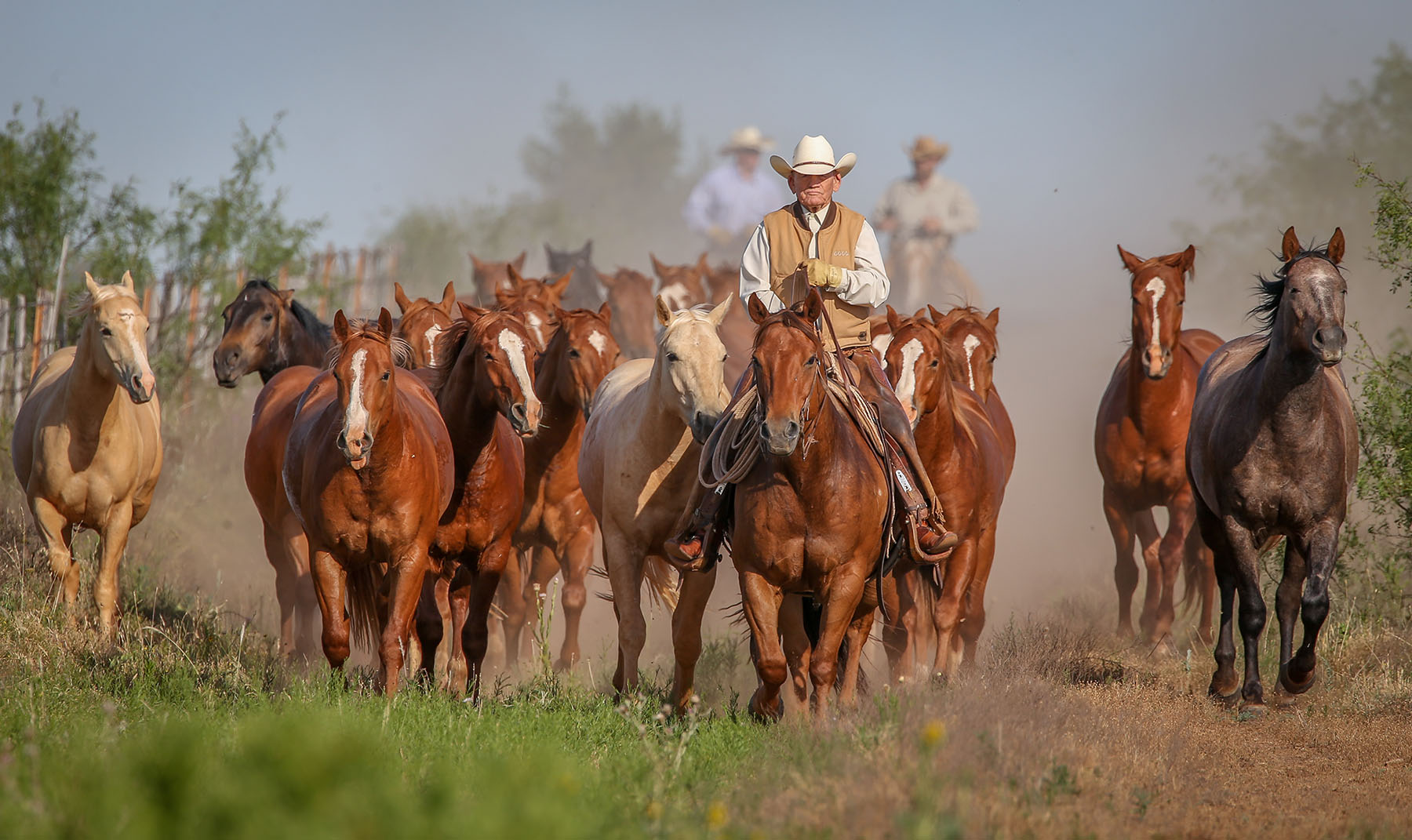 A herd of Quarter Horses stands in a pasture while a cowboy on horseback watches from the background.