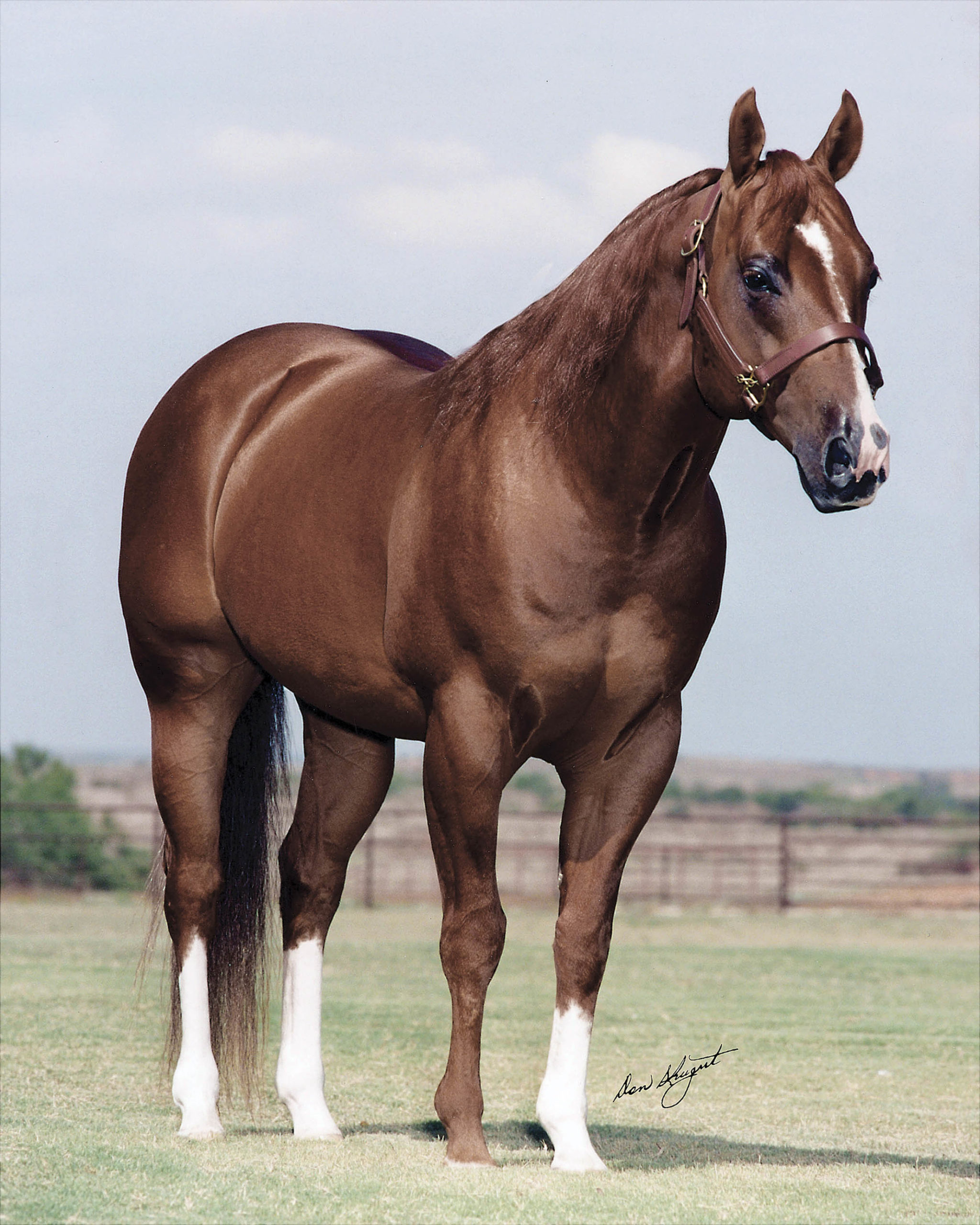 Playin Stylish, a Chestnut Quarter Horse with a white facial marking wearing a leather halter, photographed at Four Sixes Ranch against the Texas plains.