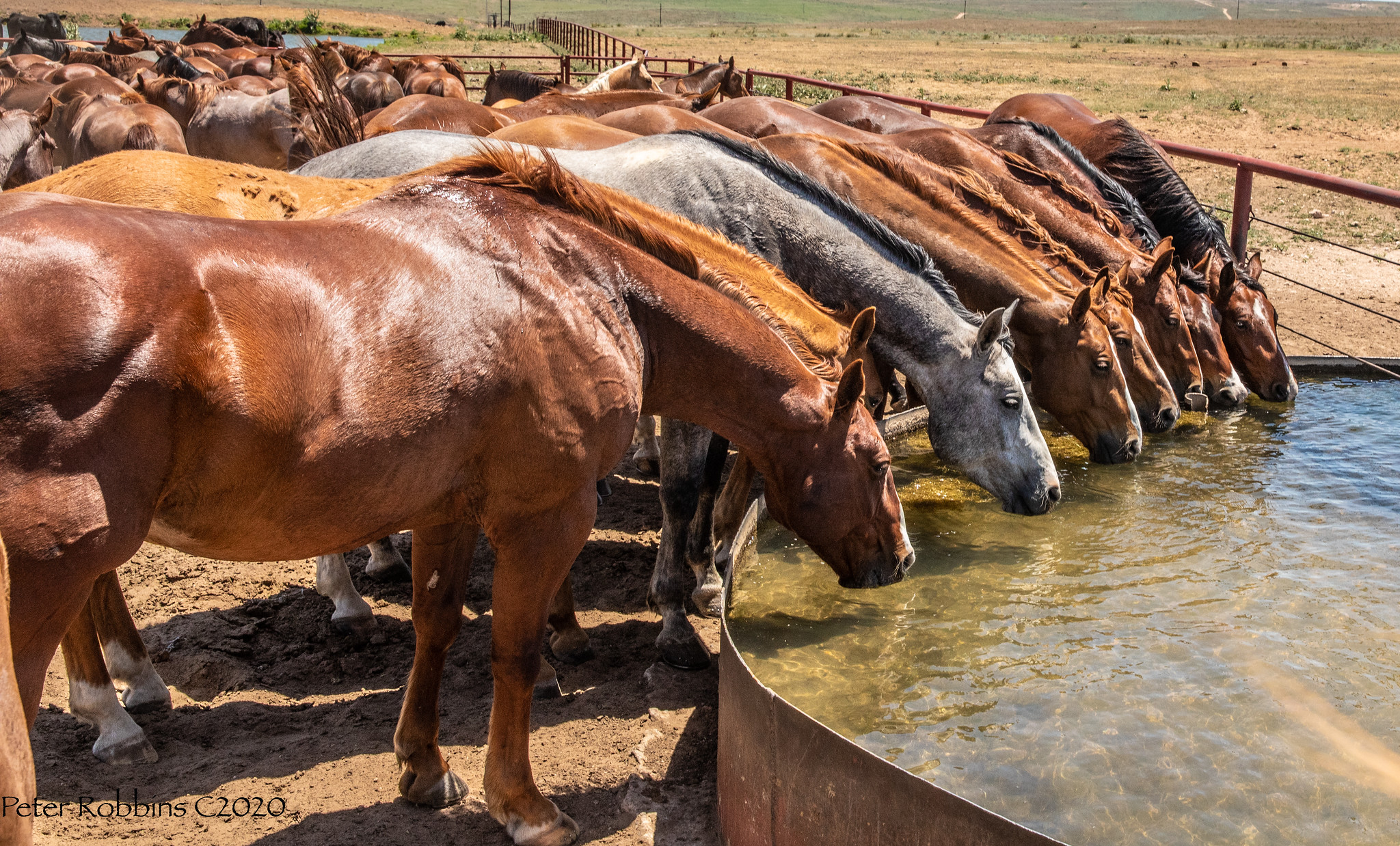 home-staging_01 A large herd of horses gathers around a water trough on a ranch, drinking side by side under the open sky.