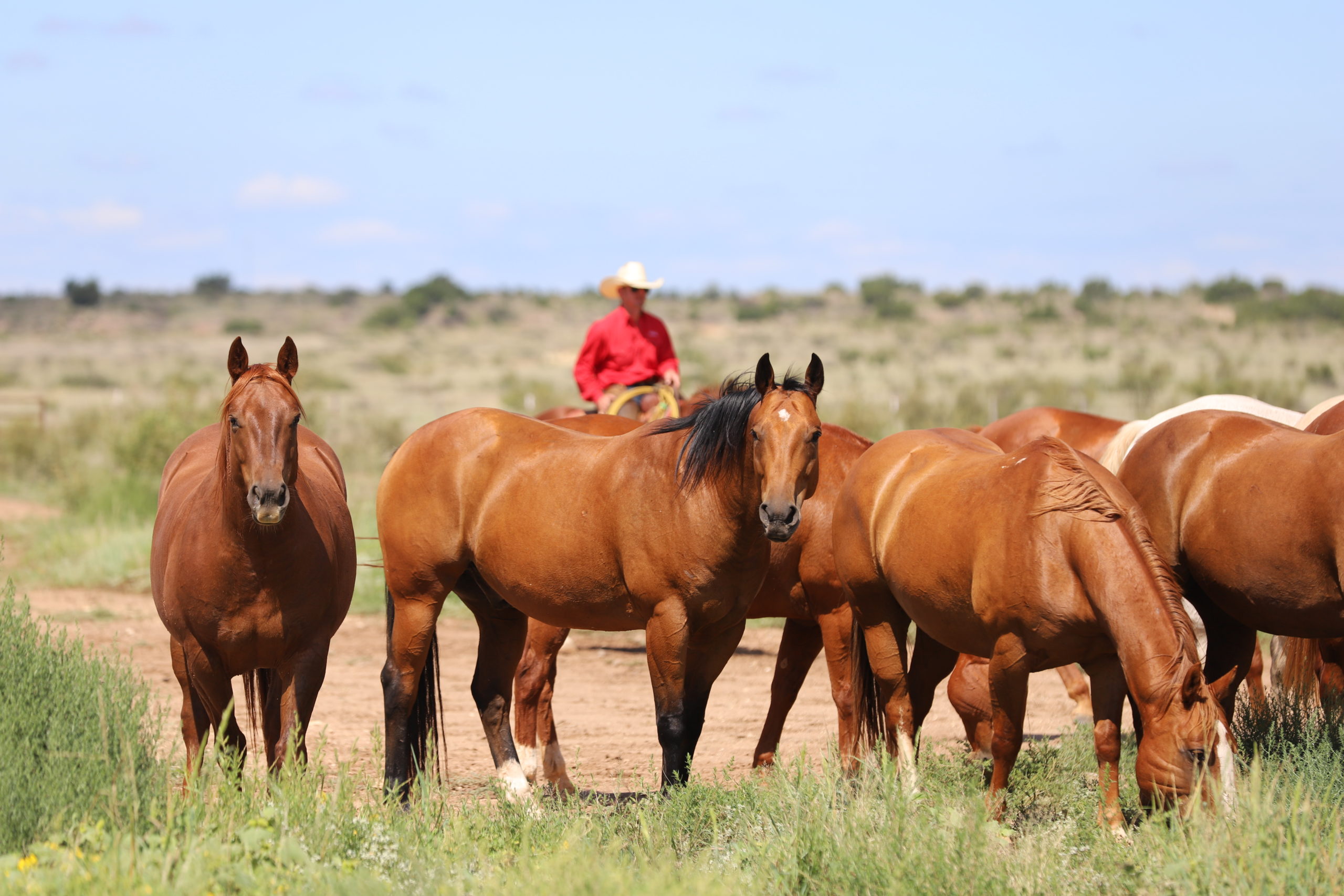 A herd of Quarter Horses stands in a pasture while a cowboy on horseback watches from the background.