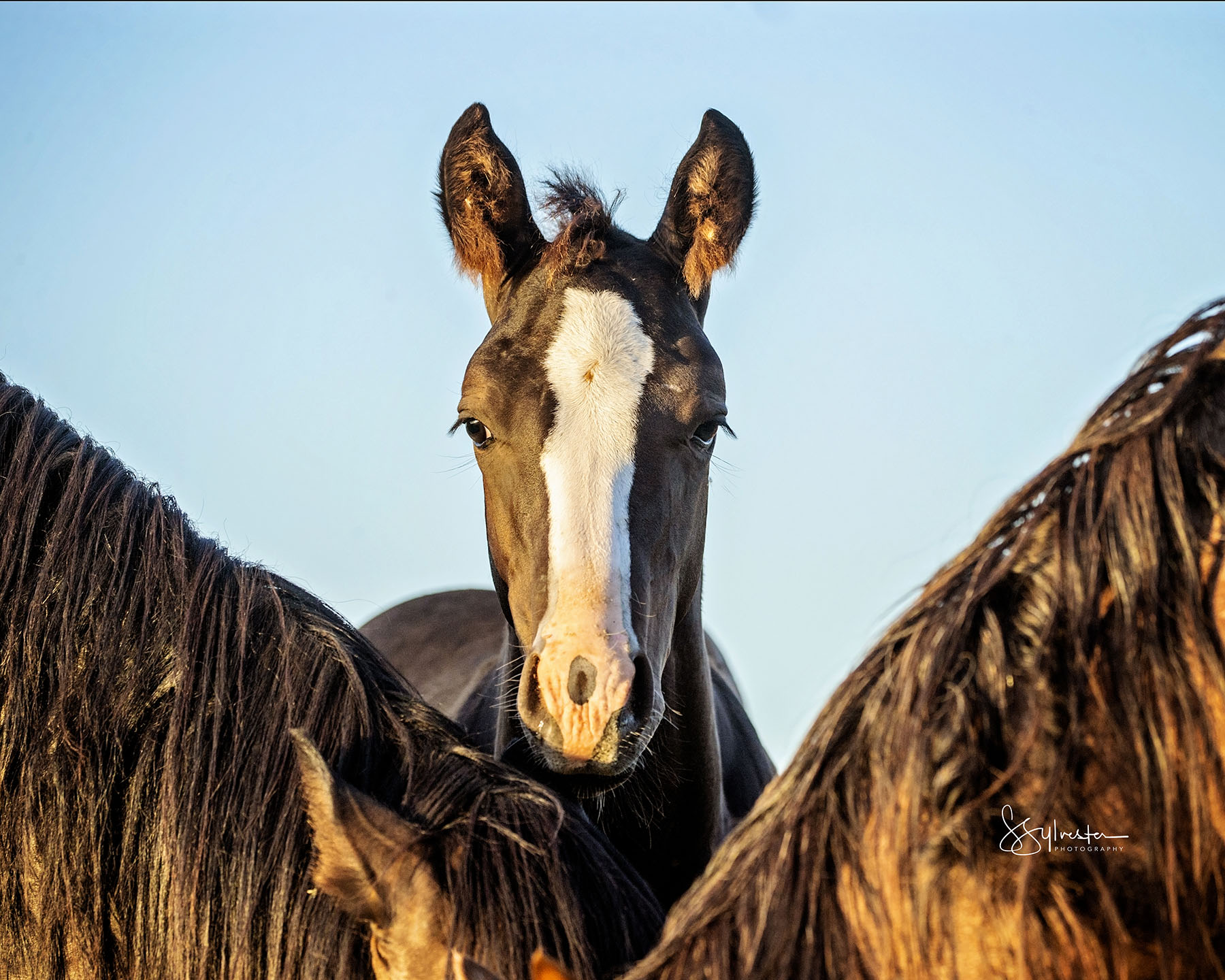 A young horse with a bold white blaze looks toward the camera while standing among a herd, illuminated by warm evening light.