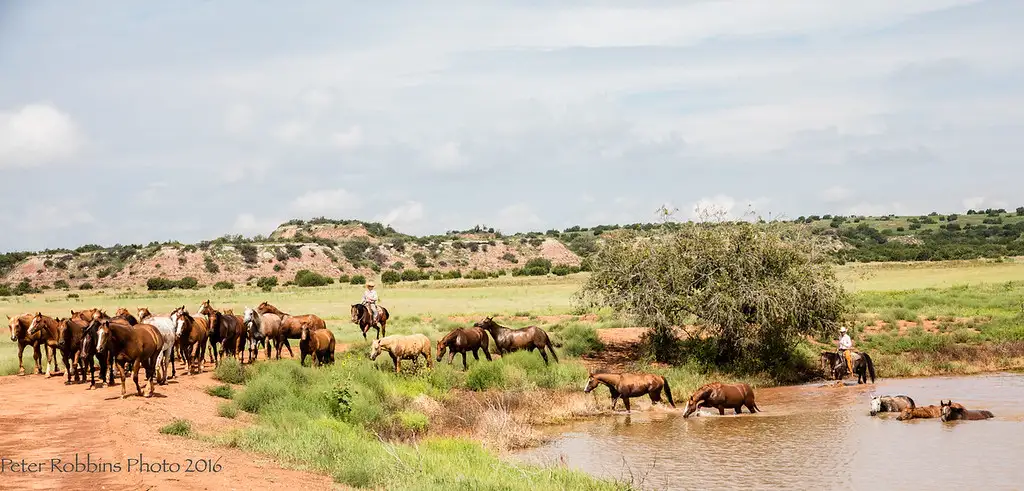 Cowboys gather a herd of horses near a creek crossing in open ranch country on Four Sixes Ranch.