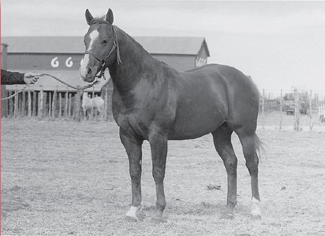 Historic black-and-white image of a Quarter Horse and handler on a ranch. Archival photograph highlighting the heritage, bloodlines, and traditions of western performance horse breeding.