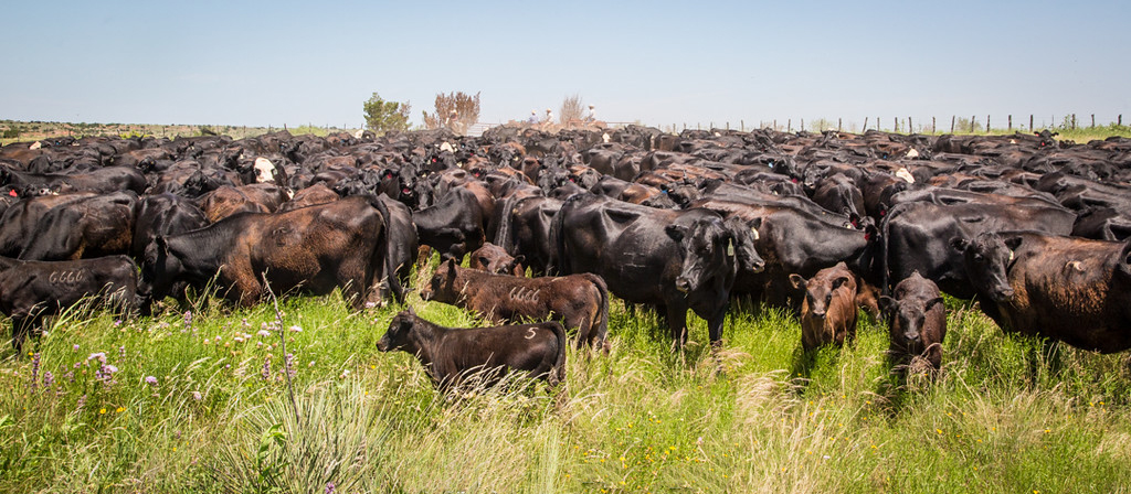 home-staging_01 A herd of black angus cattle on the ranch.