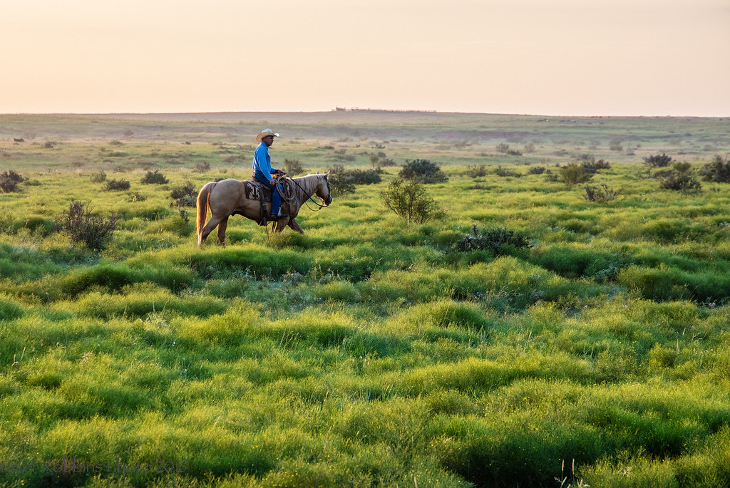 home-staging_01 A cowboy rides a horse across a lush green pasture at sunrise, surrounded by rolling grassland and open ranch country.