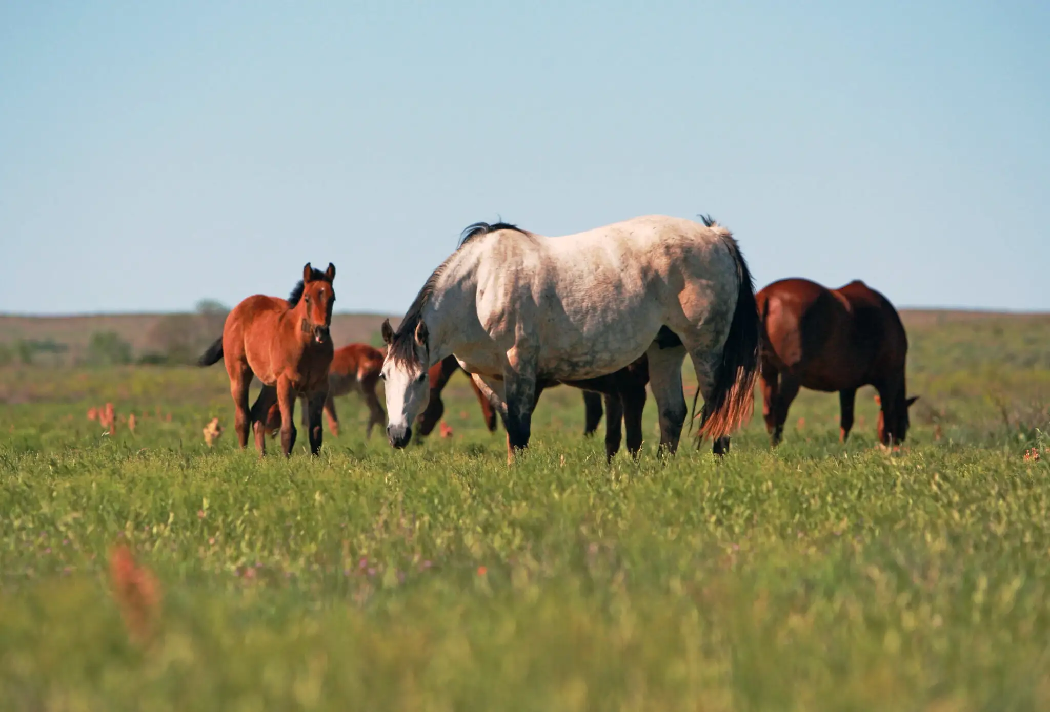 Mare and foals graze together in a green pasture at Four Sixes Ranch.
