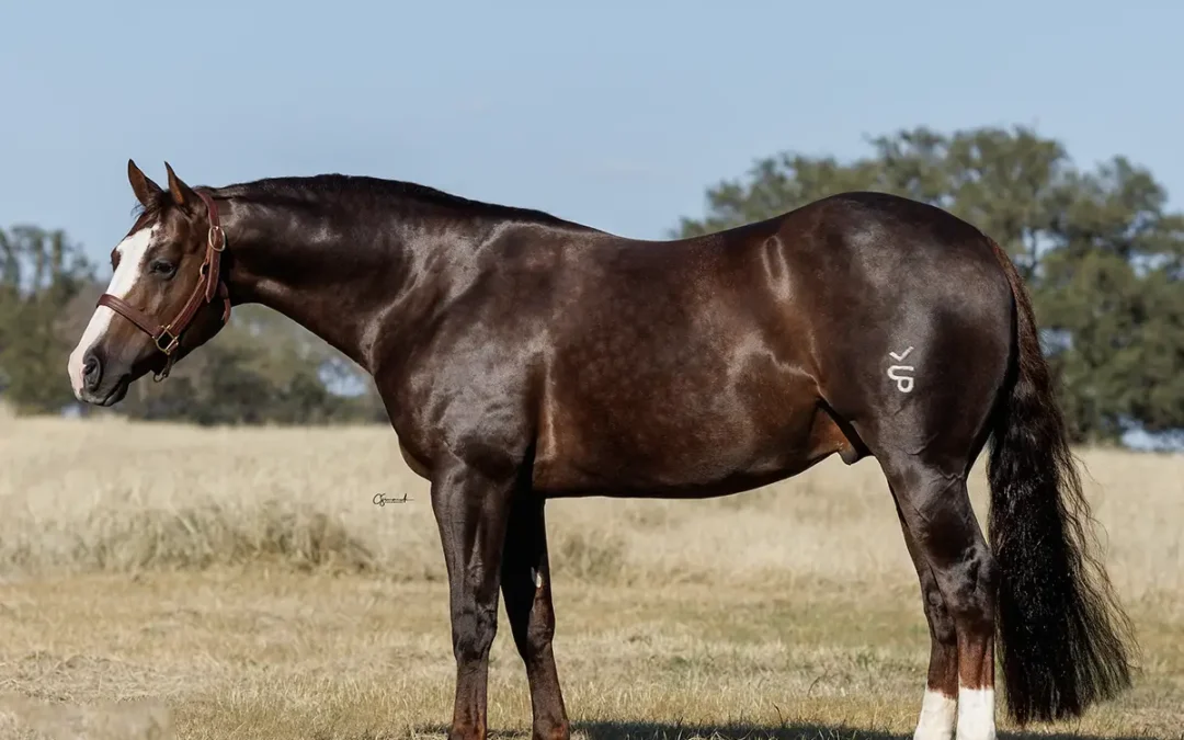 Kreyzy Horse