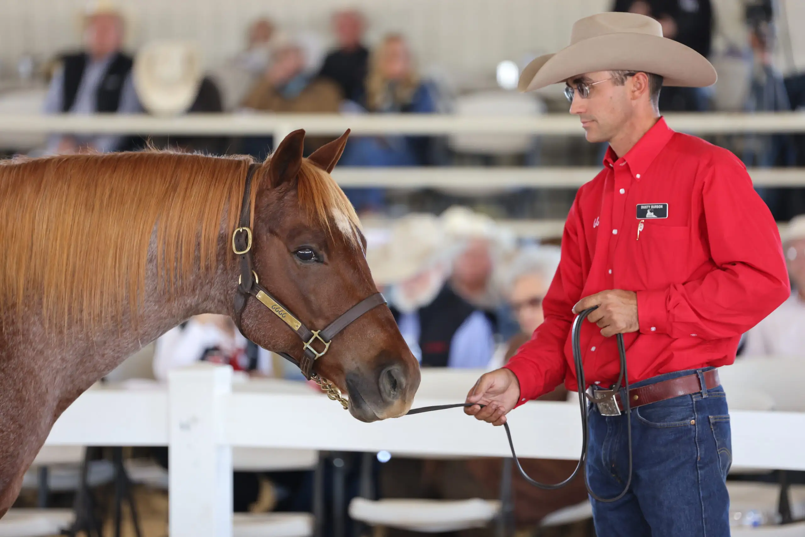 Handler presents a roan horse during a Four Sixes Ranch horse sale.