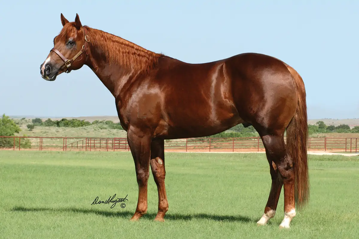 Sixes Pick, a chestnut Quarter Horse stallion with a small white facial marking and white hind socks stands in profile against a ranch pasture and blue sky backdrop.