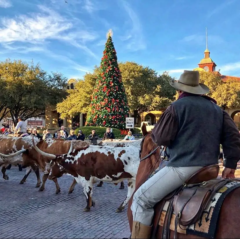 Fort Worth Herd Daily Cattle Drive during Christmas time.