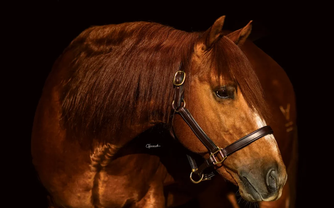 XIT Ranch Acquires Renowned Stallion Kit Kat Sugar