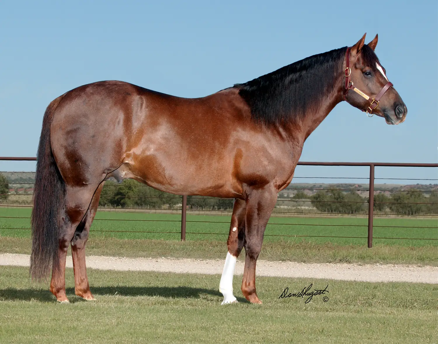 Playin Attraction, a bay roan Quarter Horse stallion with a dark mane and a white front sock stands in profile against a blue sky and ranch pasture backdrop.