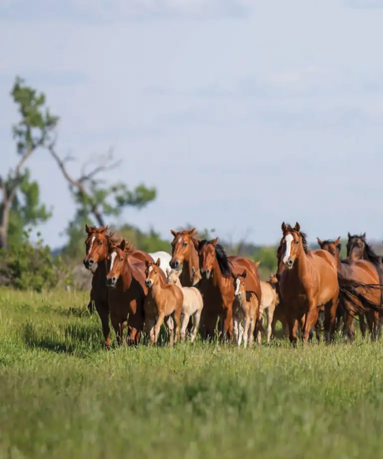 Ranch Horse Breeding news article picture.