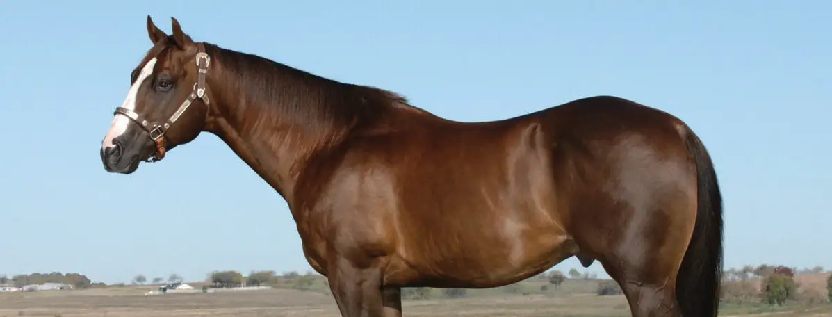 home-staging_01 Royal Fletch, a bay performance horse, stands in a grassy pasture with ranch fencing and open countryside in the background.