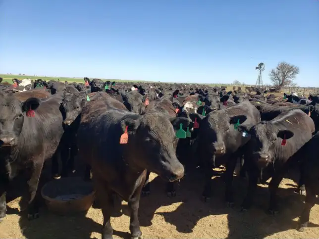 Herd of black Angus cattle gathered in a feedyard under clear Texas skies at the Four Sixes Ranch.