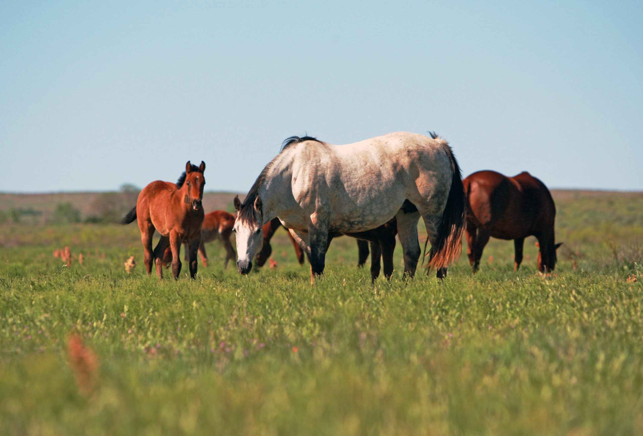 Gray mare and foal in green pasture at 6666 Ranch