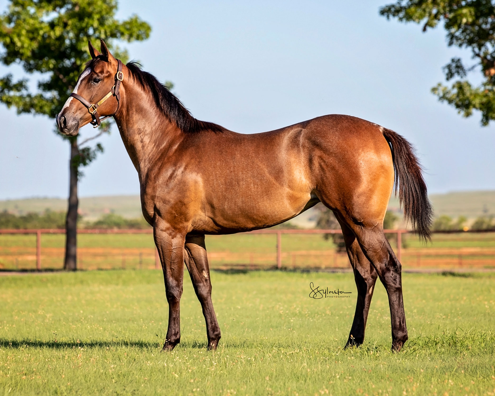 TQHA Yearling Sale 6666 Ranch