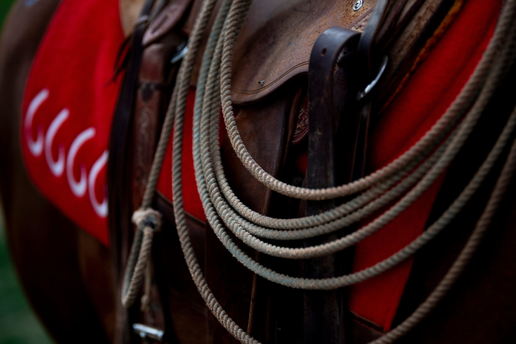 Quarter Horse Sales 6666 Ranch
