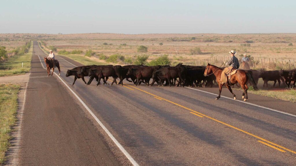 Angus Cattle - 6666 Ranch