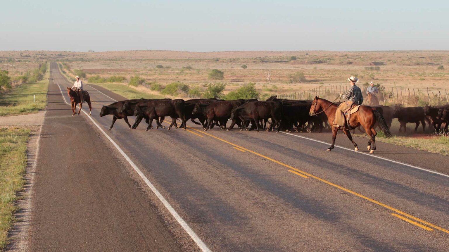 Angus Cattle - 6666 Ranch