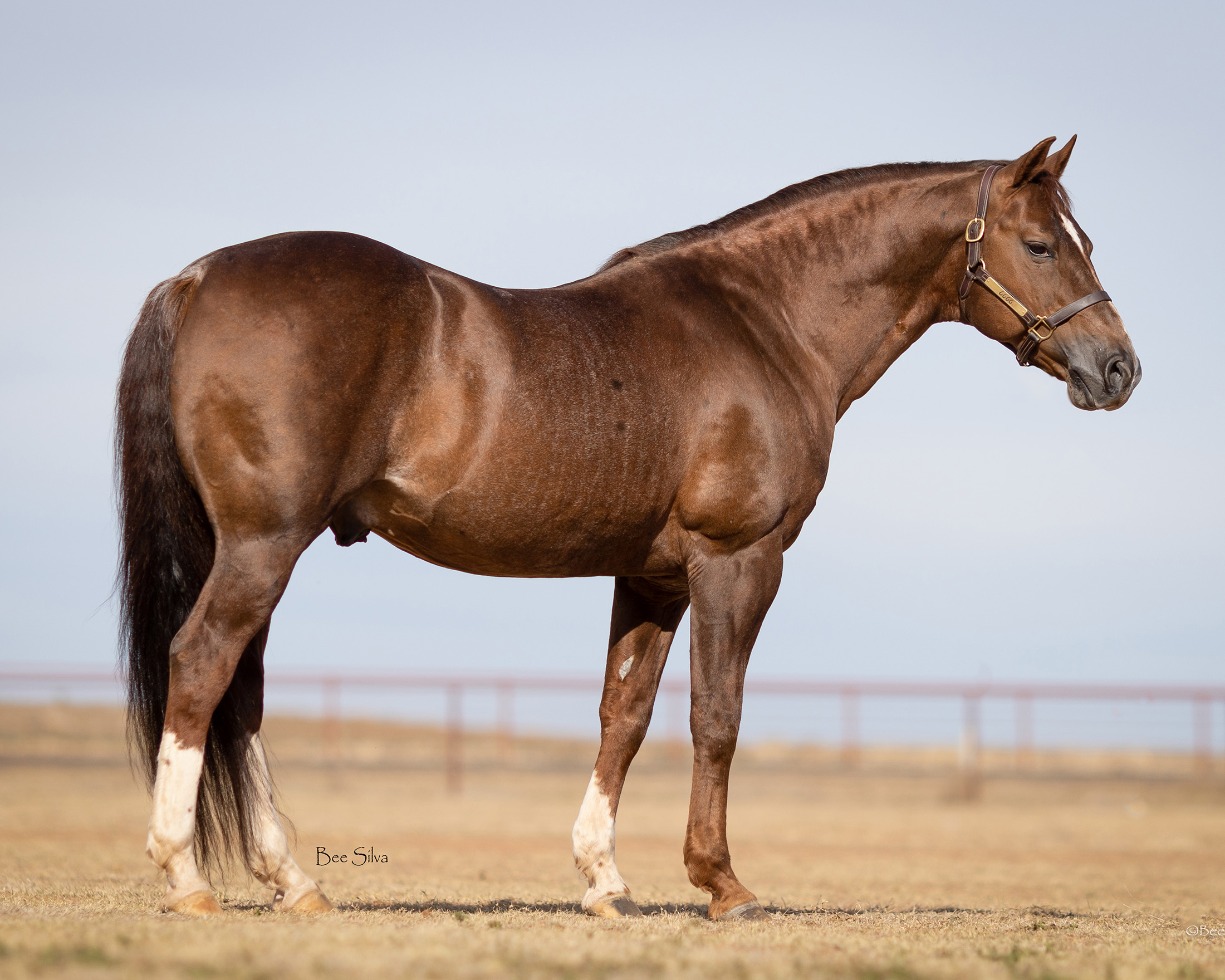 Cattalou Stallion Standing at Four Sixes Ranch