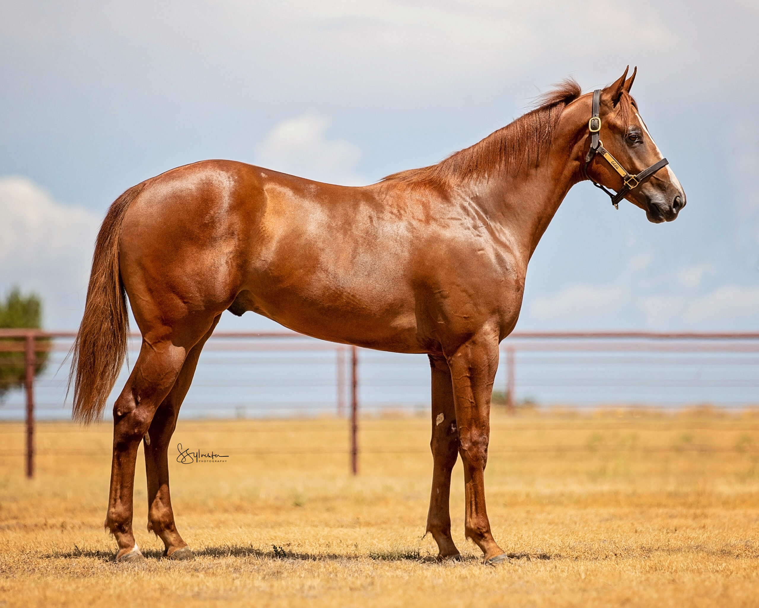 Heritage Place 45th Annual Fall Mixed Sale 6666 Ranch