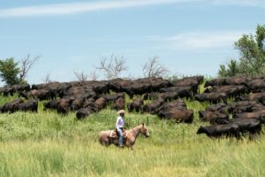 Gardiner Angus Ranch : Cutting Horse Clinic