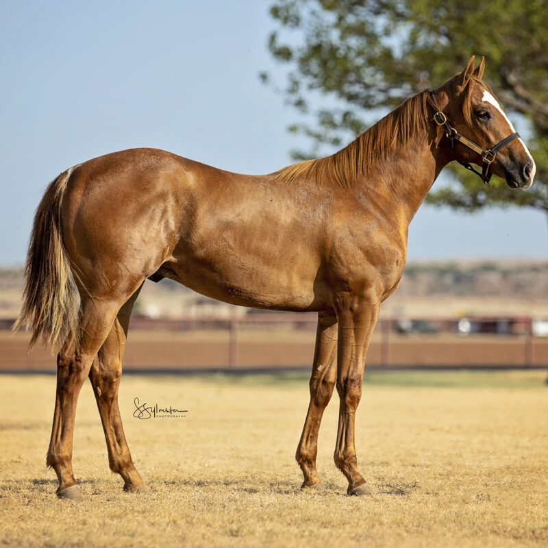 Ruidoso Quarter Select Yearling Sale 6666 Ranch