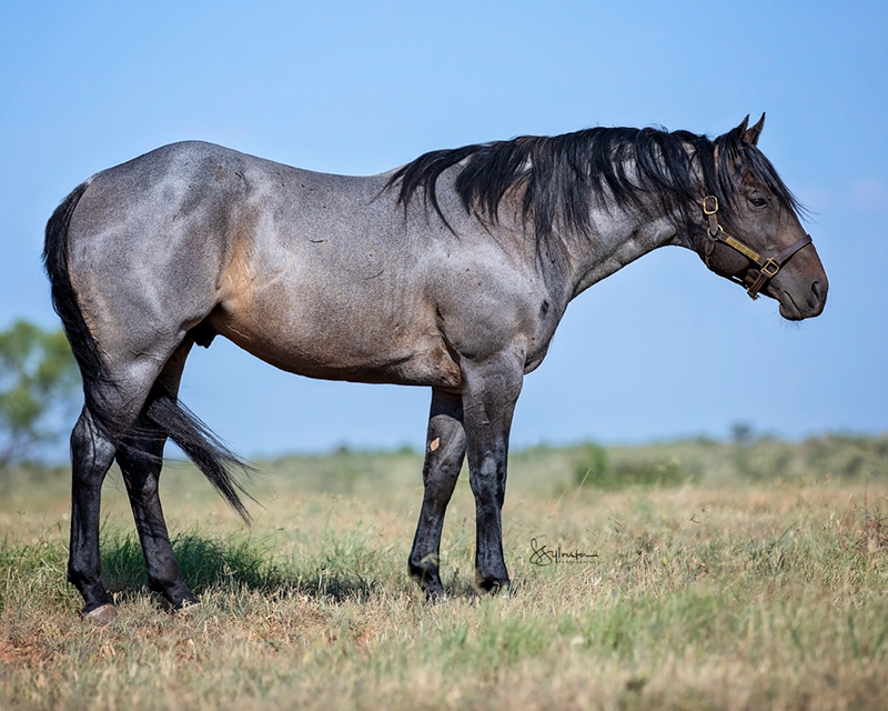 Livin Four A Fling 2017 Blue Roan Stallion