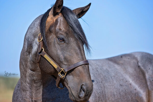 Livin Four A Fling 2017 Blue Roan Stallion