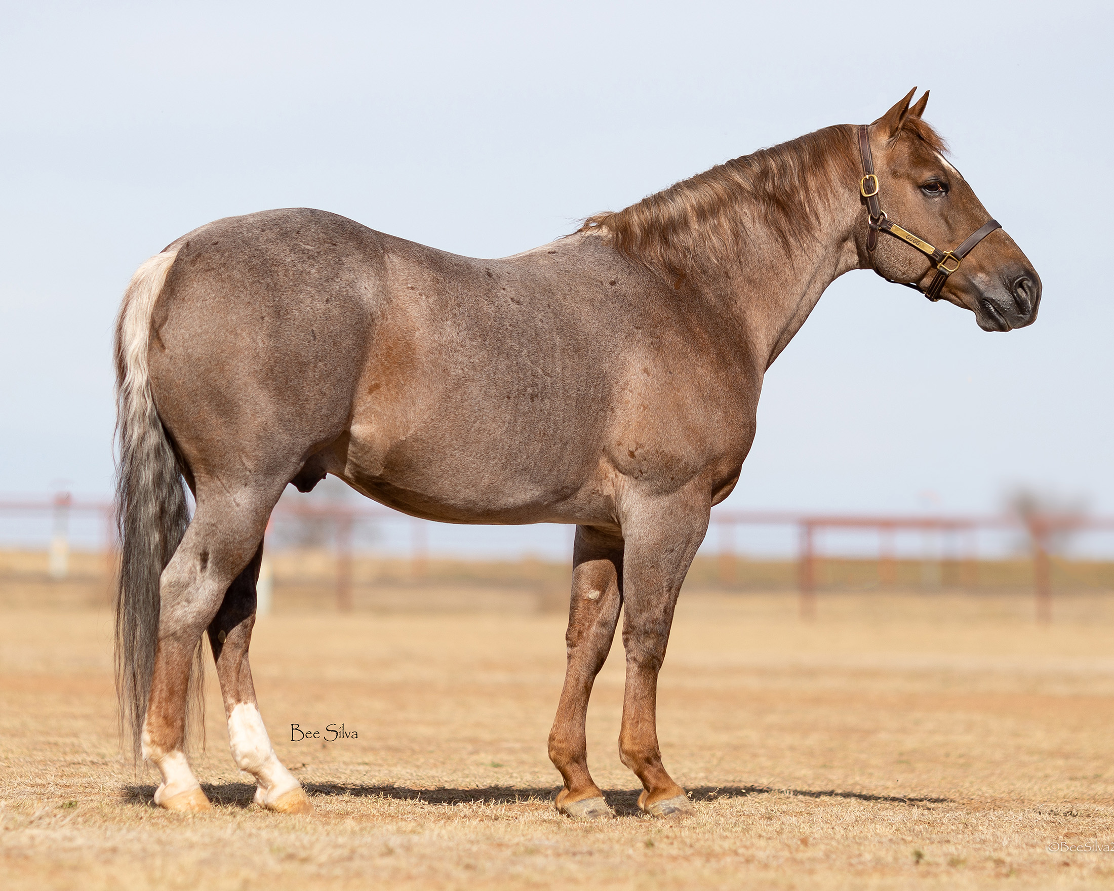 Metallic Rey Mink Stallion Standing At Four Sixes Ranch