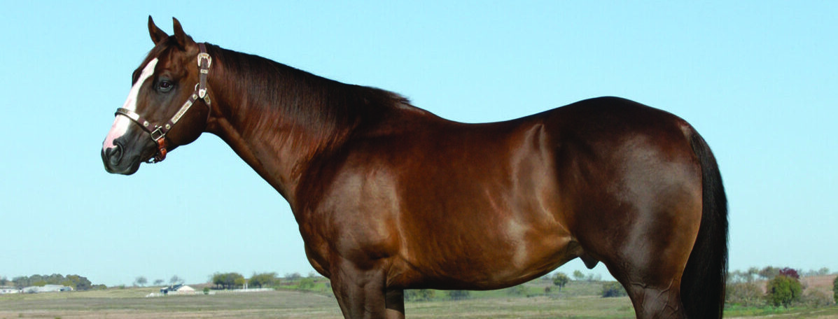 NCHA Open Futurity Champion Dies at 26