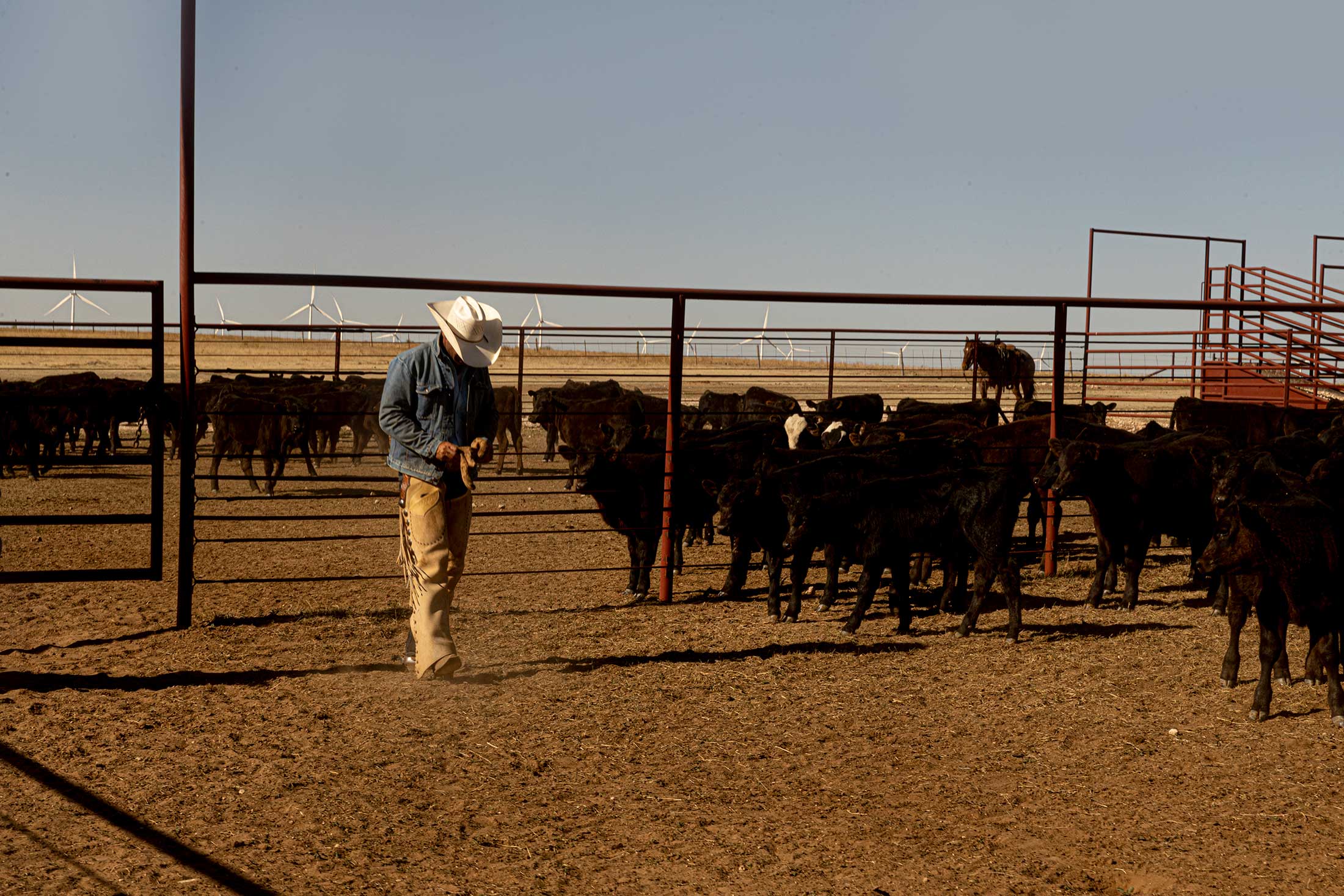 cowboy working cattle