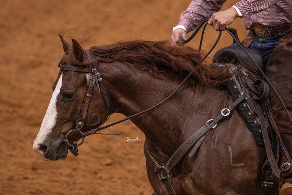 WRTCS-Saddling At Sunrise--2