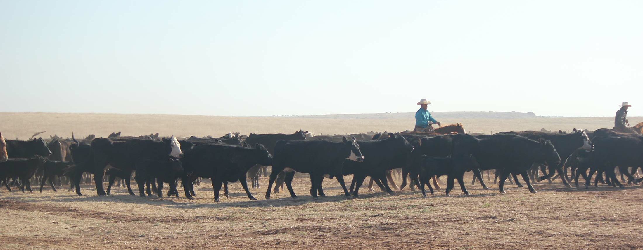 herding cattle